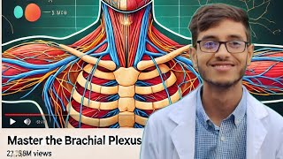 Brachial Plexus  Nerve supply of upper limb  Superior extremities  Anatomy bangla lecture [upl. by Lleynod]