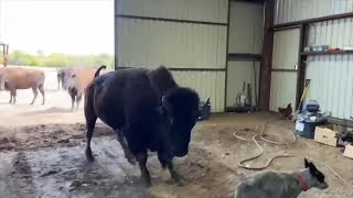 Behind The Scenes At Cross Timbers Bison Ranch [upl. by Sutherland]