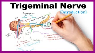 Anatomy of head and neck module in Arabic 24 Ophthalmic nerve by Dr Wahdan [upl. by Tonl]