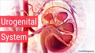 Embryology Urogenital System [upl. by Adamsen]