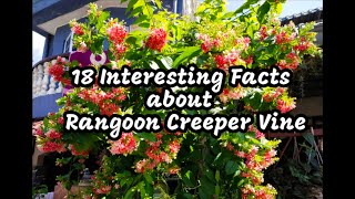 18 Interesting Facts about Rangoon Creeper Vine  Part 1 [upl. by Courtund]