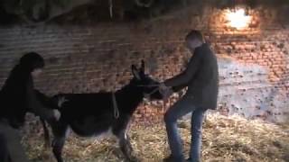 Donkeys behaving not so good and their farrier [upl. by Eniroc]