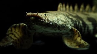 Bichir Fish in 75 Gallon Aquarium [upl. by Olson]