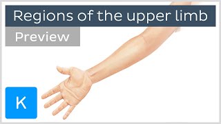 Regions of the upper limb preview  Human Anatomy  Kenhub [upl. by Suzette573]