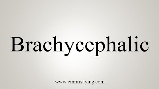 How To Say Brachycephalic [upl. by Haelat]