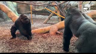 Silverback Gorilla Mbeli Introduced to his Female Troop  Cincinnati Zoo [upl. by Armington]