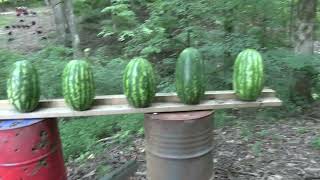 Colt Anaconda 44 Magnum VS Watermelons [upl. by Noiroc]