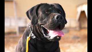 Floki The Perfect Black Boerboel [upl. by Sairtemed]