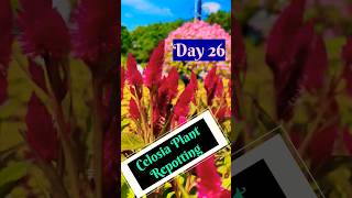 Grow Celosia From Seeds  How to sow celosiaसेलोसिआ को बीज से लगाएCelosia Seeds Germination Day 26 [upl. by Robenia863]