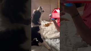 Australian Shepherd Loves to Sing With His Owner  1524404 [upl. by Nari]