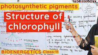 Role of pigments in photosynthesis  Chlorophyll and carotenoids class 11 Bioenergetics urduhindi [upl. by Dominga]