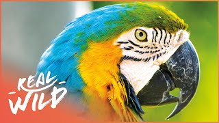 Saving Perus Parrots  Parrot Paradise  Real Wild [upl. by Nawyt]