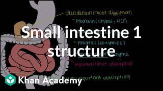 Small intestine 1 Structure  Gastrointestinal system physiology  NCLEXRN  Khan Academy [upl. by Arahset]