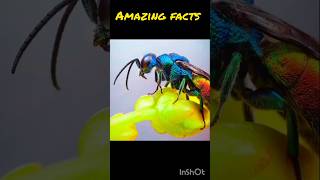 Amazing facts about cockroach😱😱😱😱😱😱😱😱😱 youtubeshorts facts amazingfacts interestingfacts funny [upl. by Hally]