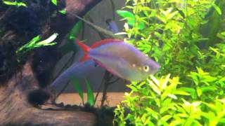 Praecox rainbowfish displaying [upl. by Philip]