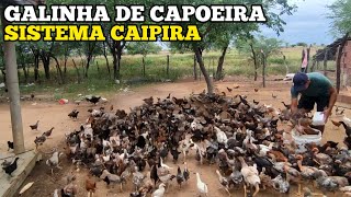 GALINHA DE CAPOEIRA  SISTEMA CAIPIRA [upl. by Marguerita986]