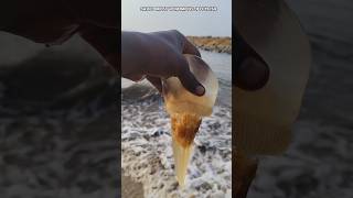 saving most venomous jellyfish returned to their home 🏡🌎 shorts jellyfish sea [upl. by Ailen]