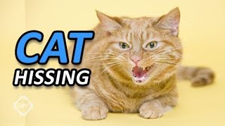 Cat Hissing and Growling Sound to get your Cats Attention HQ [upl. by Farlie919]