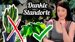 9 Pflanzen für dunkle Standorte  philodendron efeutute anthurium uvm [upl. by Alisa856]