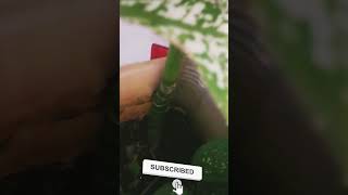 dump cane plant care  dieffenbachia seguine garden gardning viral ytshorts vnvideoeditor [upl. by Aicenev]