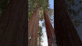 Sequoia National Park [upl. by Housen727]