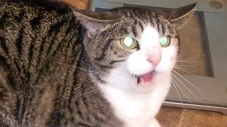 Angry and Aggressive Cats Hissing Compilation  Growling Hissing and Claw  PETASTIC 🐾 [upl. by Shig]