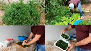 Como conservar o tempero verde para durar semanas [upl. by Bunde]