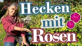 Rosen als HECKE im Garten pflanzen  Heckenrosen schneiden [upl. by Htir]