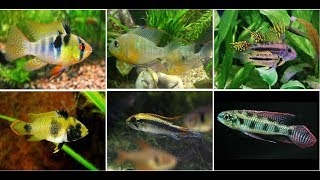 Beautiful Dwarf Cichlids Fish For Aquarium [upl. by Attirb]