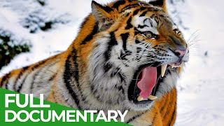 Wildlife  Episode 1 Tiger Lion Leopard amp Jaguar  The Four Big Cats  Free Documentary Nature [upl. by Accever890]