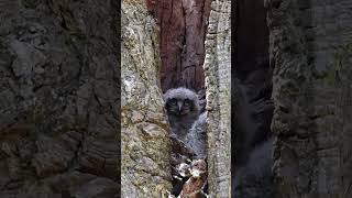 Great Horned Owl Family owls owlsounds [upl. by Pascasia118]