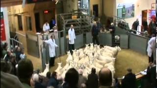 Selling Sheep at Dingwall Auction Mart 2012 1 [upl. by Enyawd]