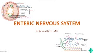 ENTERIC NERVOUS SYSTEM [upl. by Rammaj]