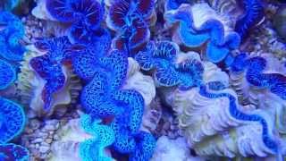 Tridacna Maxima Blau amp Ultra Color [upl. by Annahael407]