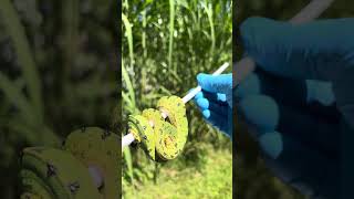 Bruce Carpenter Green Tree Python Researcher Reads The Tea Leaves on Designer Yearlings [upl. by Halet998]