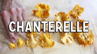 Chanterelle Mushroom  How To Find amp How To Cook [upl. by Niak]