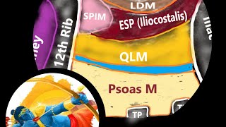 Subcostal Quadratus Lumborum QL Block  Anatomy Sonoanatomyamp Target site [upl. by Akapol]