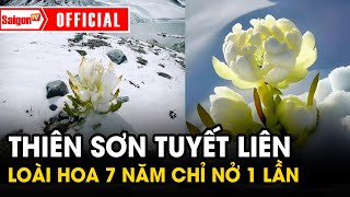 Thiên Sơn Tuyết Liên CỰC HIẾM loài hoa 7 năm mới nở 1 LẦN Tin tức SaigonTV [upl. by Ericka]