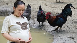 6 Months Pregnant Daily Life of Pregnant Mothers With Animal Farms  Ly Thi Ca [upl. by Dorotea]