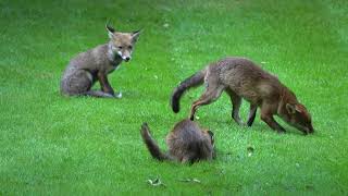 Foxes playing in the Dell [upl. by Acinet]