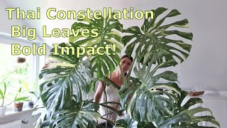 How to Grow Monstera Thai Constellation Indoors Tips Challenges and Success [upl. by Hume]