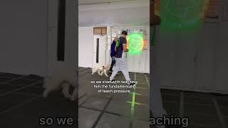 Cockapoo Dog and Traffic Reactive [upl. by Avi]