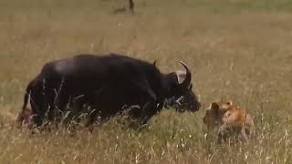 Buffalo Herd Launches Ferocious Attack on Lions to Save a Teammate [upl. by Lamahj973]