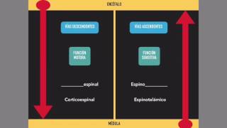 Médula espinal Vías ascendentes y descendentes [upl. by Eissirk]