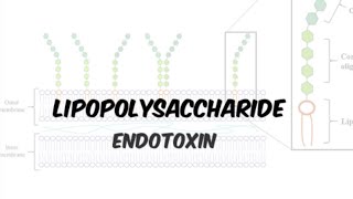 Lipopolysaccharide LPS Endotoxin  gramnegative bacteria in Hindiurdu [upl. by Adimra]