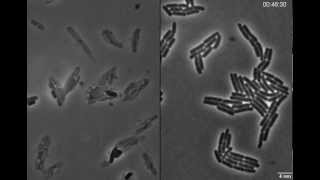 Exploding bacteria with penicillin [upl. by Adrell715]