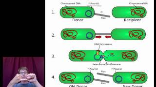 Mechanisms that Increase Genetic Variation [upl. by Descombes]