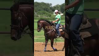 Final Months of Futurity Barrel Racing Prep with Jolene Montgomery betweenthereins horsetraining [upl. by Aivonas420]