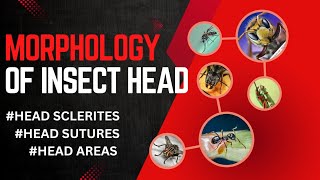 MORPHOLOGY OF INSECT HEAD Sclerites Sutures areas [upl. by Relyks]