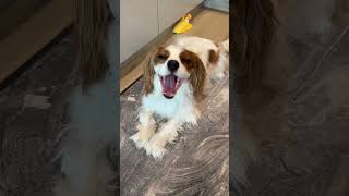 Cavalier King Charles spaniel whineyawning [upl. by Enalda884]